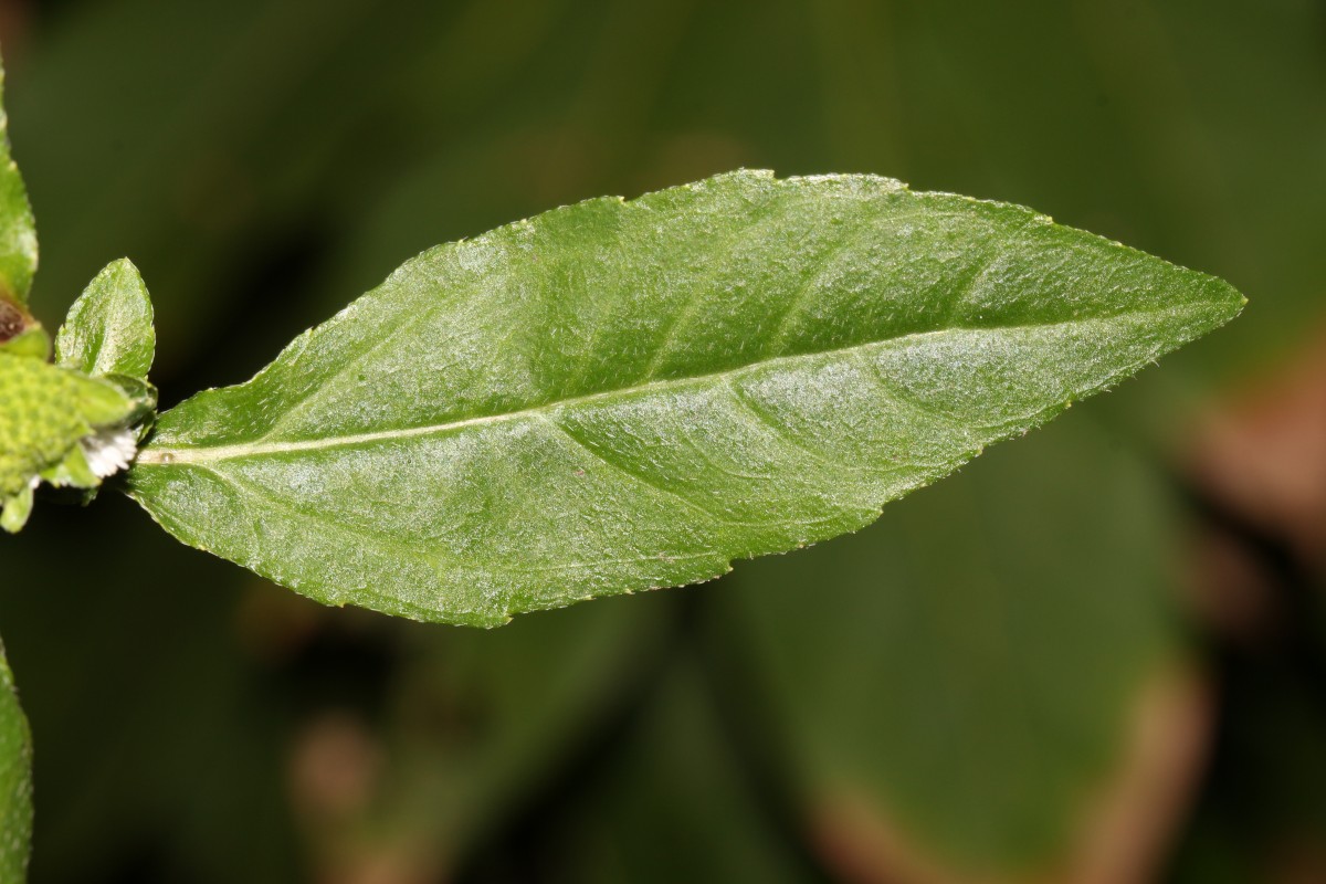 Eclipta prostrata (L.) L.